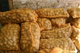  Pommes de terre ANNABELLE (très fermes)